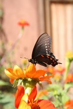 butterfly