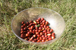 Plums