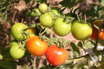 tomatoes