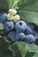 blueberries